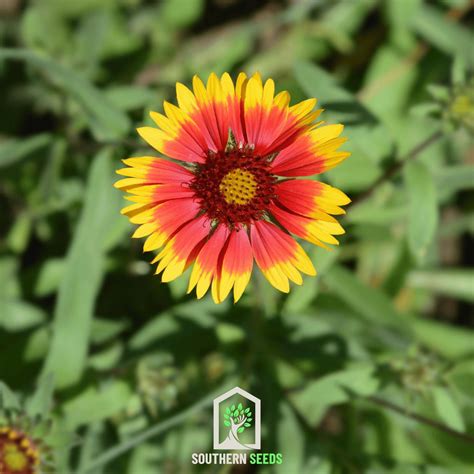 Blanket Flower Gaillardia Aristata 200 Seeds Southern Seed