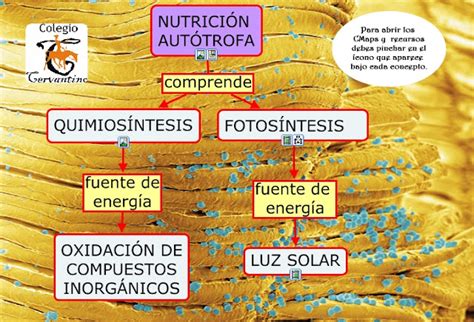 Ciencia Tecnología y Ambiente en Santa Anita Nutrición autótrofa