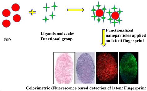 Latent Fingerprint Developed On Various Nonporous Semi Porous Surfaces