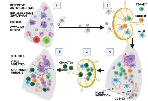 Expansion Of Cytotoxic Cd T Cells In The Lungs In Severe Covid