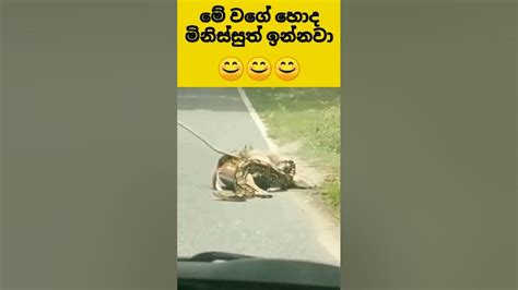 මේ වගේ හොද මිනිස්සුත් ඉන්නවා 😊 Amazing Video Youtube