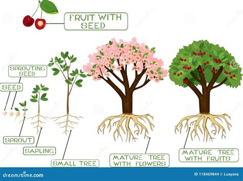 Plant Growing From Seed To Cherry Tree Stock Vector Illustration Of