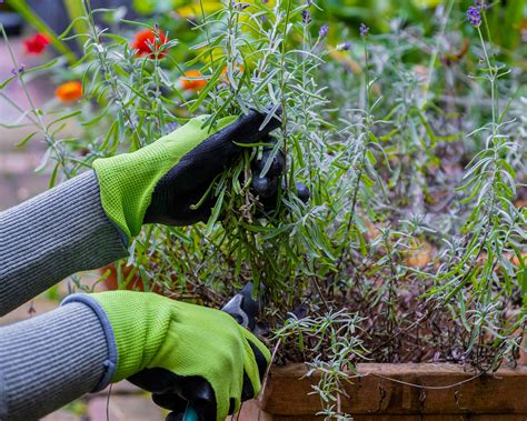 Winterizing Lavender Expert Ways To Protect Your Plants Gardeningetc