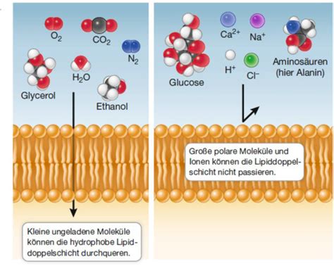 Biologische Membranen Flashcards Quizlet