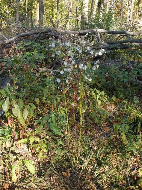 Erechtites Hieracifolia Asteraceae Image At Phytoimages Siu Edu