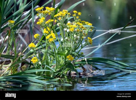 Marsh Ragwort Tephroseris Palustris From Vejlerne Northern Denmark