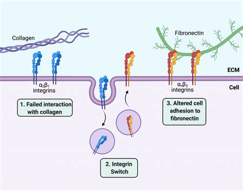 Eds Biology Blog The Molecular Changes In Eds Hsd Fibroblasts Heds