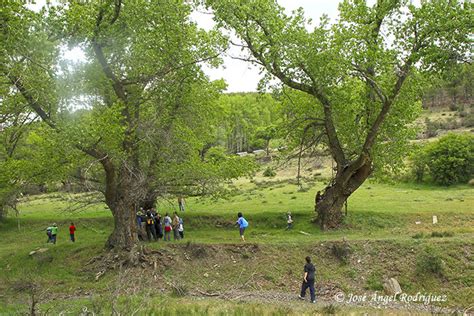 Ruta El Bosque De Los Lamos Centenarios