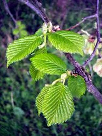 Вяз (дерево): фото и описание :: SYL.ru