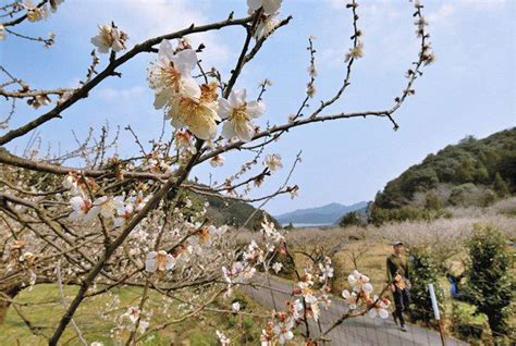 三方湖を背に映える白 若狭町で梅の花見頃：日刊県民福井web