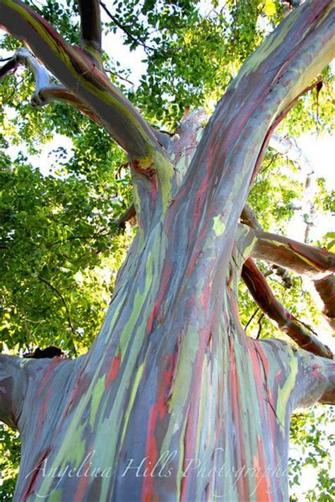 Eucalyptus Rainbow Eucalyptus Deglupta Is A Tall Tree Commonly Known As The Rainbow