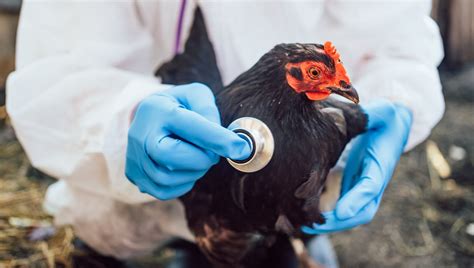 2 Year Old Girl First Case Of Human H5n1 Bird Flu Detected In Australia