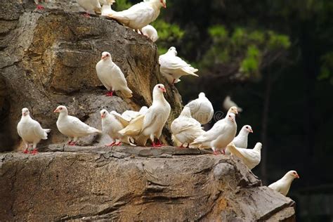 Pombos Brancos Que Sentam Se Em Um Pombal Foto De Stock Imagem De