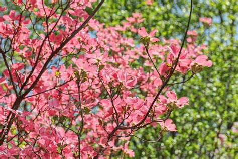 Award-winning Cornus kousa 'Miss Satomi' (Kousa Dogwood) Stock Photo ...