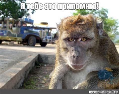 Создать мем "baboon, обезьяна, monkey" - Картинки - Meme-arsenal.com