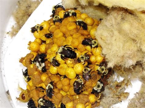 wasp bee nest removal honeybee centre serving  fraser valley