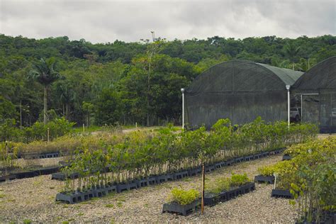 Iat Promove Atividade Ambiental Gratuita Em F Brica De Restinga Do