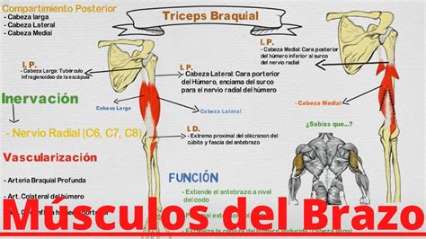 Anatomía Músculos Del Brazo Origen Inserción Inervación Función Crewmed Youtube