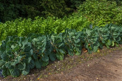 All You Need To Know About The Brussel Sprouts Growing Stages