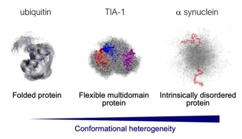 Intrinsically Unstructured Disordered Protein Domains Flashcards