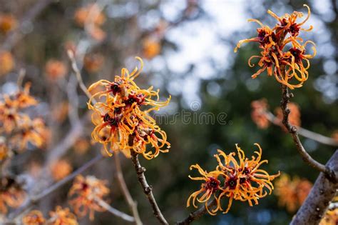 Yellow Flowers Witch Hazel Blossoms In Early Spring Stock Image