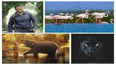 World Wildlife Day 2023: 8 recent Indian documentaries you need to watch