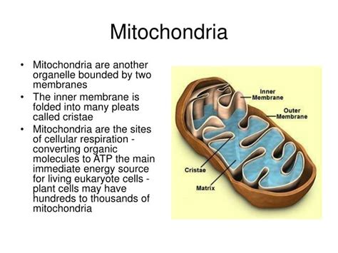 Ppt The Plant Cell Powerpoint Presentation Id 860791