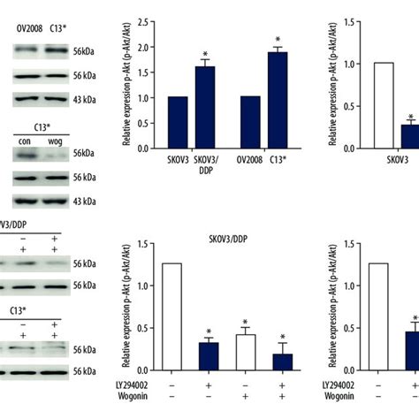 Wogonin Enhanced Cisplatin Sensitivity Via Downregulating The Pi K Akt