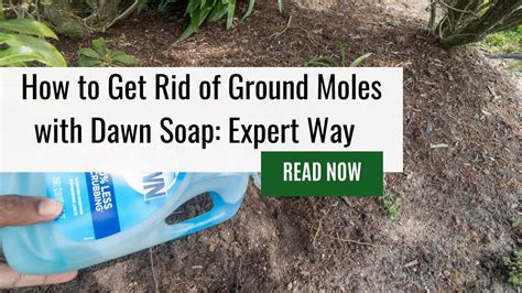 How To Get Rid Of Ground Moles With Dawn Soap Expert Way