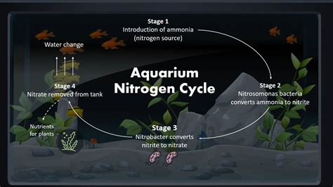 How To Cycle An Aquarium Hurstville Aquarium