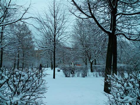 Free Images Tree Forest Branch Snow Winter Frost Weather