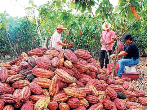 LABORES EN EL CULTIVO DE CACAO Slide Set