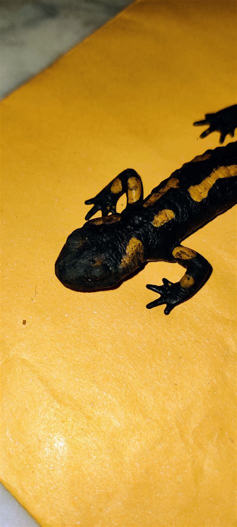 My Fire Salamander Is Sick Help Caudata Org Newts And Salamanders