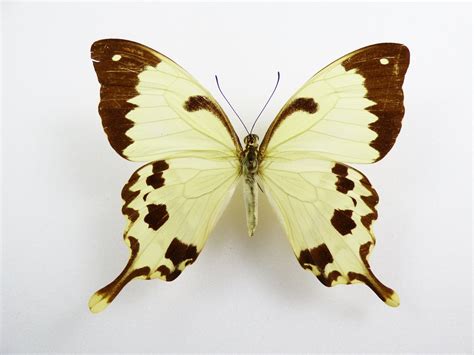 Papilio Dardanus Ssp Merionis Female Aureus Butterflies Insects