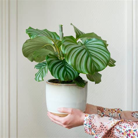 Cuidados De La Calathea Consejos Y Trucos Interflora