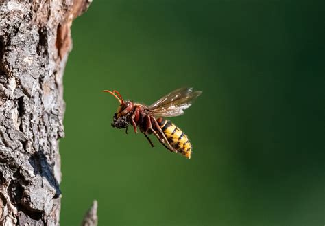 Hornisse Im Flug Foto And Bild Tiere Wildlife Insekten Bilder Auf