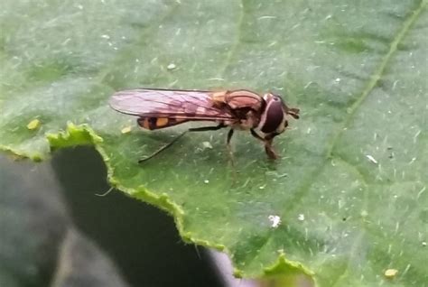 Hoverfly populations have exploded across Melbourne to control aphids ...