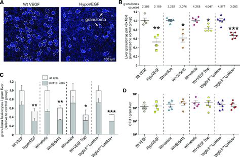 Blockade Of VEGF A Reduces Granulomatous Inflammation Without