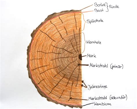 Aufbau Und Struktur Des Holzes