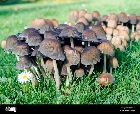 17 Types Of Lawn Mushrooms With Pictures Identification 53 Off