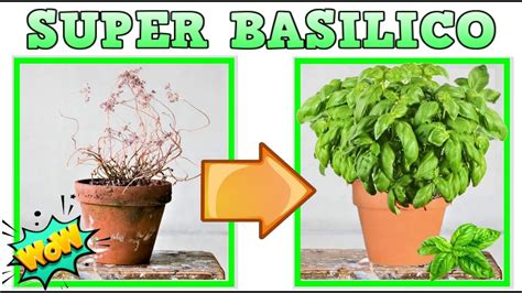 BASILICO SUPER 7 COSE DA FARE A MARZO Per Aver Un Basilico Perfetto IN