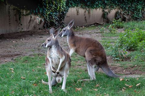 Kangaroo Marsupial Zoo - Free photo on Pixabay