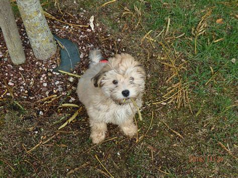 Bichons Havanais Des Trois Rables Devenus Grands Elevage Des Trois