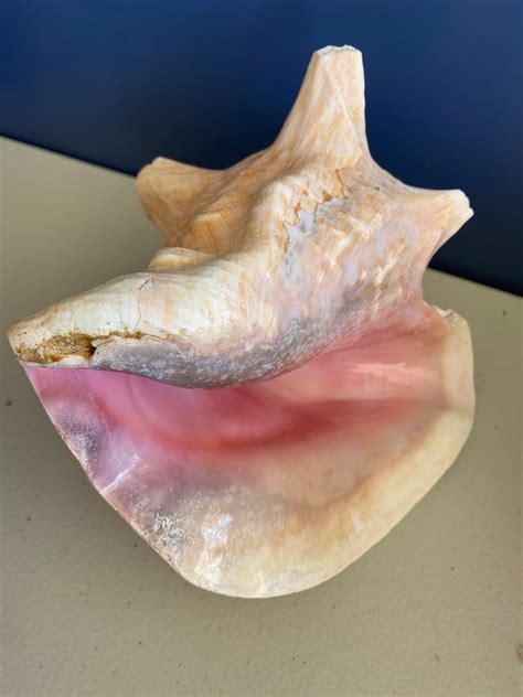 Conch Shell QUEEN Strombus Gigas PINK LARGE Etsy