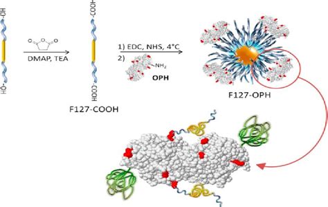 Figure 1 From Polymer Based Formulation And Immobilization Approaches