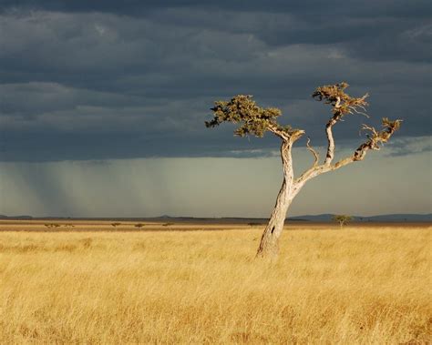 Do you know why savanna trees have flat tops? - Safari in Kenya | Paka ...