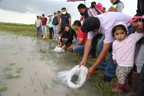 Entrega Nelly Rivera Mil Alevines Y Cr As De Carpa A Tiempo