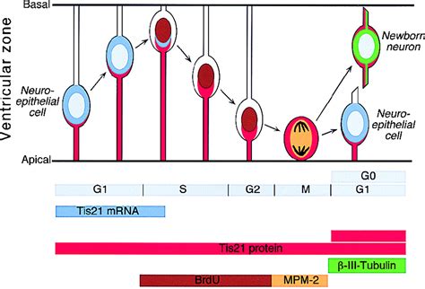 Expression Of The Antiproliferative Gene Tis At The Onset Of