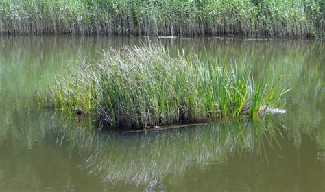 Free Images Landscape Water Nature Marsh Swamp Meadow Wildlife