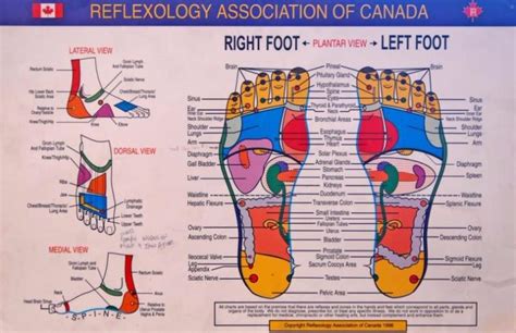 31 Printable Foot Reflexology Charts And Maps ᐅ Templatelab